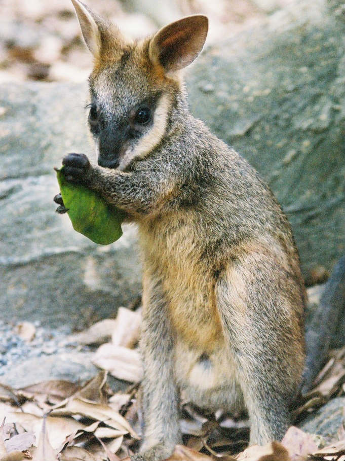 Advanced Eco-Certified - Agile Wallaby